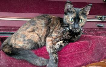 Sabbath -  Domestic Short Hair Cat for Adoption in Arthur, Ontario - Sabbath | PetCurious