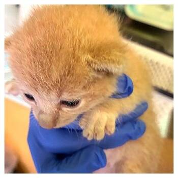 Leo -  Domestic Short Hair Cat for Adoption in Los Angeles, California - Leo | PetCurious