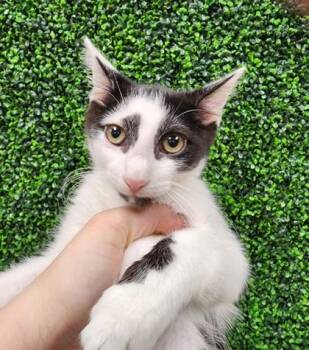 Jessie James $50 @ Petco -  Domestic Short Hair Cat for Adoption in Seneca, South Carolina - Jessie James $50 @ Petco | PetCurious