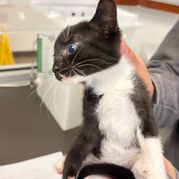 Rescue Domestic Short Hair Cats for Adoption in Columbus, Georgia - Home Depot | PetCurious