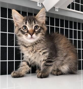 Mikey -  Domestic Medium Hair Cat for Adoption in Lodi, California - Mikey | PetCurious