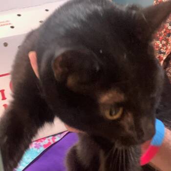 Cauldron -  Domestic Short Hair Cat for Adoption in Baltimore, Maryland - Cauldron | PetCurious
