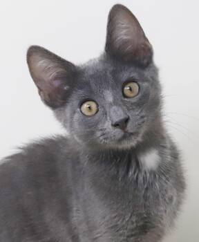 Hugh is our handsome hunky blue doll -  Russian Blue Cat for Adoption in Bedford Hills, New York - Hugh Is Our Handsome Hunky Blue Doll | PetCurious