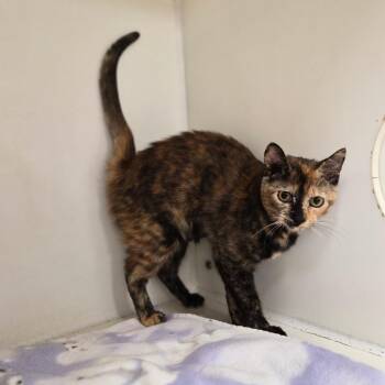 Pickles -  Domestic Short Hair Cat for Adoption in Woodstock, Illinois - Pickles | PetCurious