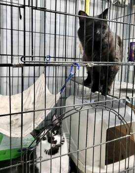 Domestic Medium Hair Cats Available for Adoption - Darcy & Ken (Bonded Pair) | PetCurious