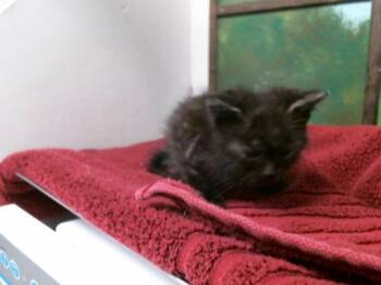 Domestic Short Hair Cats Available for Adoption - A2066030 | PetCurious