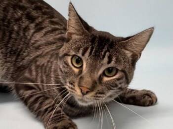 Joseph -  Domestic Short Hair Cat for Adoption in Golden Valley, Minnesota - Joseph | PetCurious