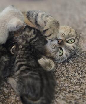 Bee -  Domestic Short Hair Cat for Adoption in Fishers, Indiana - Bee | PetCurious