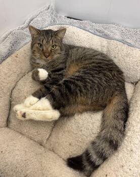 Rescue Domestic Medium Hair Cats for Adoption in Richland Center, Wisconsin - Murph | PetCurious