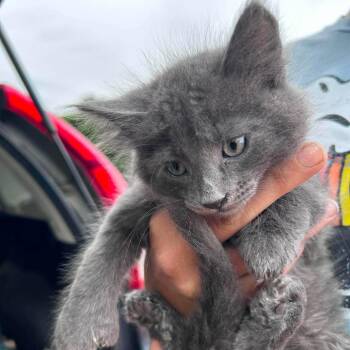 Spike -  Domestic Long Hair and Domestic Short Hair Cat for Adoption in Nampa, Idaho - Spike | PetCurious