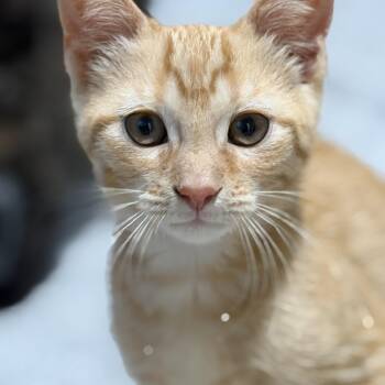 Archie -  Domestic Short Hair Cat for Adoption in Greenwood, Indiana - Archie | PetCurious