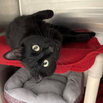 Van Gogh -  Domestic Short Hair Cat for Adoption in Detroit Lakes, Minnesota - Van Gogh | PetCurious