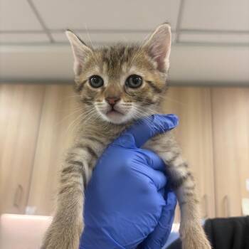 Domestic Short Hair Cats Available for Adoption in New York, New York - Staten Island (lighter) | PetCurious
