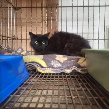 Treesie -  Domestic Long Hair Cat Available for Adoption in Gautier, Mississippi - Treesie | PetCurious