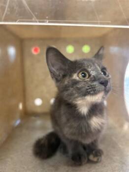 PINKY -  Domestic Short Hair Cat for Adoption in Louisville, Kentucky - PINKY | PetCurious
