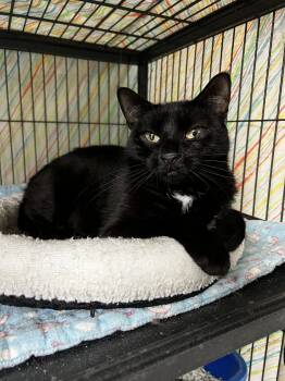 Jagwar -  Domestic Short Hair and Tabby Cat for Adoption in Ringwood, New Jersey - Jagwar | PetCurious