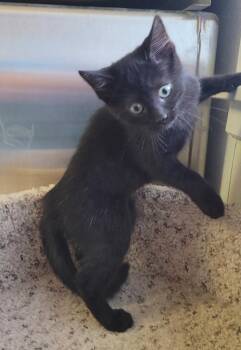 PENELOPE -  Domestic Short Hair Cat for Adoption in Sandusky, Ohio - PENELOPE | PetCurious