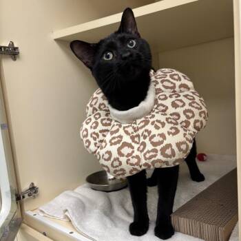 Domestic Short Hair Cats Available for Adoption in Naperville, Illinois - Alto | PetCurious