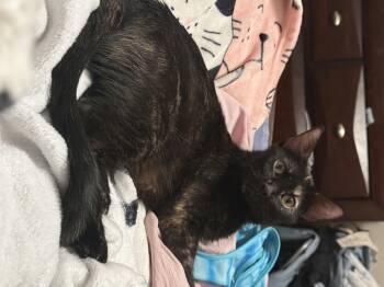 Tortoiseshell Cats Available for Adoption in Fruit Heights, Utah - Dr. Pepper | PetCurious