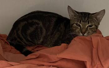 SISSY -  Domestic Short Hair Cat for Adoption in Boston, Massachusetts - SISSY | PetCurious