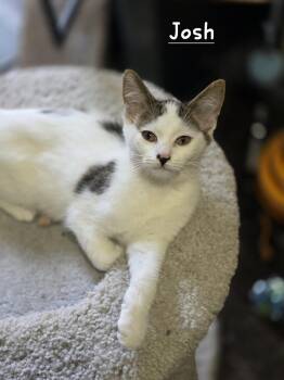 Josh -  Domestic Short Hair Cat for Adoption in Battle Creek, Michigan - Josh | PetCurious