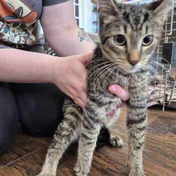 Rescue Domestic Short Hair Cats for Adoption in Nashville, Tennessee - Star | PetCurious