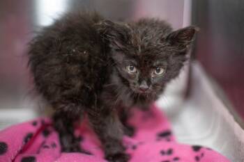 A1270679 -  Domestic Long Hair Cat for Adoption in Charlotte, North Carolina - A1270679 | PetCurious