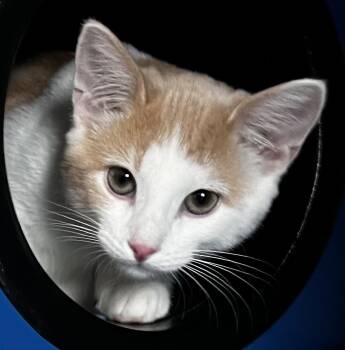 Rescue Domestic Short Hair Cats for Adoption in Sault Ste. Marie, Michigan - Jerry | PetCurious