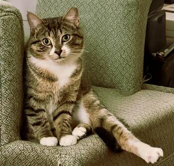 Tabby and Domestic Short Hair Cats Available for Adoption in Vaughan, Ontario - Hunter (bonded With Heart) | PetCurious