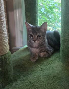 Peony -  Domestic Short Hair Cat for Adoption in Warrington, Pennsylvania - Peony | PetCurious