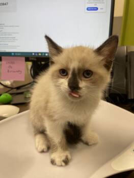 Siamese Cats Available for Adoption in Las Vegas, Nevada - MARBLE | PetCurious