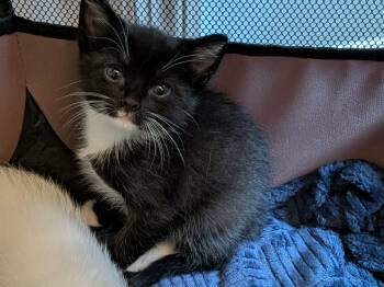 Tuxie -  Tuxedo Cat for Adoption in Crystal Lake, Illinois - Tuxie | PetCurious