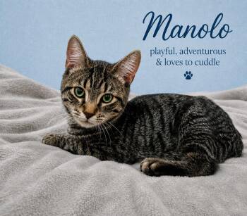 Manolo (FCID# 07/24/2026-153 -  Tabby Cat for Adoption in Greenville, Delaware - Manolo (FCID# 07/24/2026-153 | PetCurious