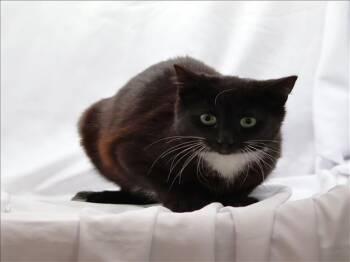 Domestic Short Hair Cats Available for Adoption - HENRI | PetCurious