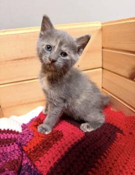 Domestic Short Hair Cats Available for Adoption in Batesville, Arkansas - Roo | PetCurious