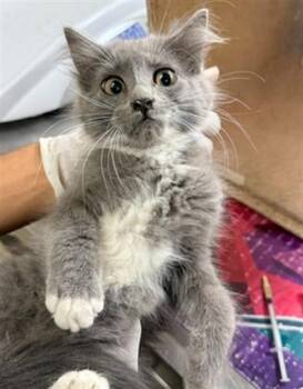 BURGER -  Domestic Long Hair Cat for Adoption in Riverside, California - BURGER | PetCurious