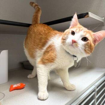 POCUS -  Domestic Short Hair Cat for Adoption in Aurora, Colorado - POCUS | PetCurious