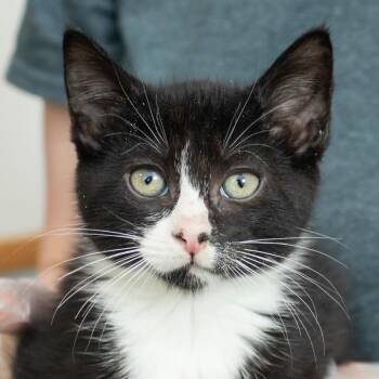 Tory -  Domestic Short Hair Cat for Adoption in Middletown, Rhode Island - Tory | PetCurious