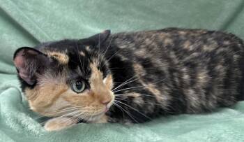 Hailey Joy -  Calico and Domestic Short Hair Cat for Adoption in Chandler, Arizona - Hailey Joy | PetCurious