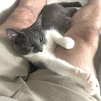 *Hazel -  Domestic Short Hair Cat for Adoption in Huntsville, Alabama - *Hazel | PetCurious