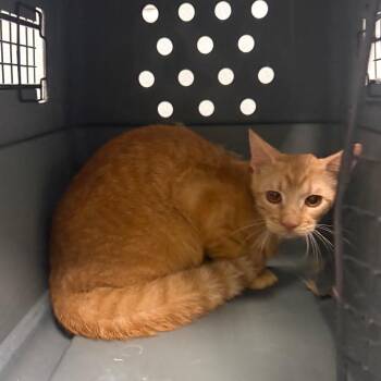 Gru -  Domestic Short Hair Cat for Adoption in Abilene, Texas - Gru | PetCurious