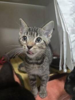 Arya -  Domestic Short Hair Cat Available for Adoption in Savannah, Georgia - Arya | PetCurious