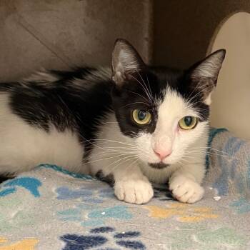 Trixie -  Domestic Short Hair Cat for Adoption in Abilene, Texas - Trixie | PetCurious