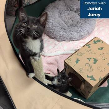 Jeline Jion -  Domestic Short Hair Cat for Adoption in Baltimore, Maryland - Jeline Jion | PetCurious