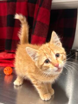 Garfield -  Domestic Short Hair Cat for Adoption in Minot, North Dakota - Garfield | PetCurious