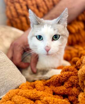 Rescue Domestic Short Hair Cats for Adoption in Chapel Hill, North Carolina - Roo | PetCurious