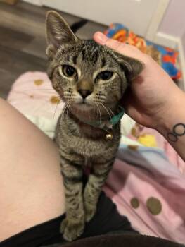 Rescue Domestic Short Hair and Tabby Cats for Adoption in Lemont, Illinois - Aser | PetCurious