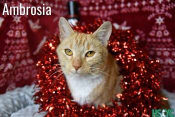 Domestic Short Hair Cats Available for Adoption in Fort Mill, South Carolina - Ambrosia | PetCurious