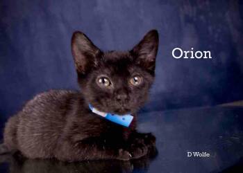 Orion -  Domestic Short Hair Cat for Adoption in York, Nebraska - Orion | PetCurious