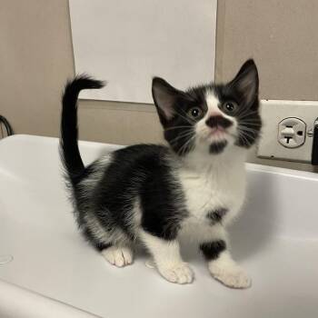 Oreo -  Domestic Short Hair Cat for Adoption in Chicago, Illinois - Oreo | PetCurious